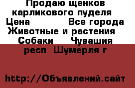 Продаю щенков карликового пуделя › Цена ­ 2 000 - Все города Животные и растения » Собаки   . Чувашия респ.,Шумерля г.